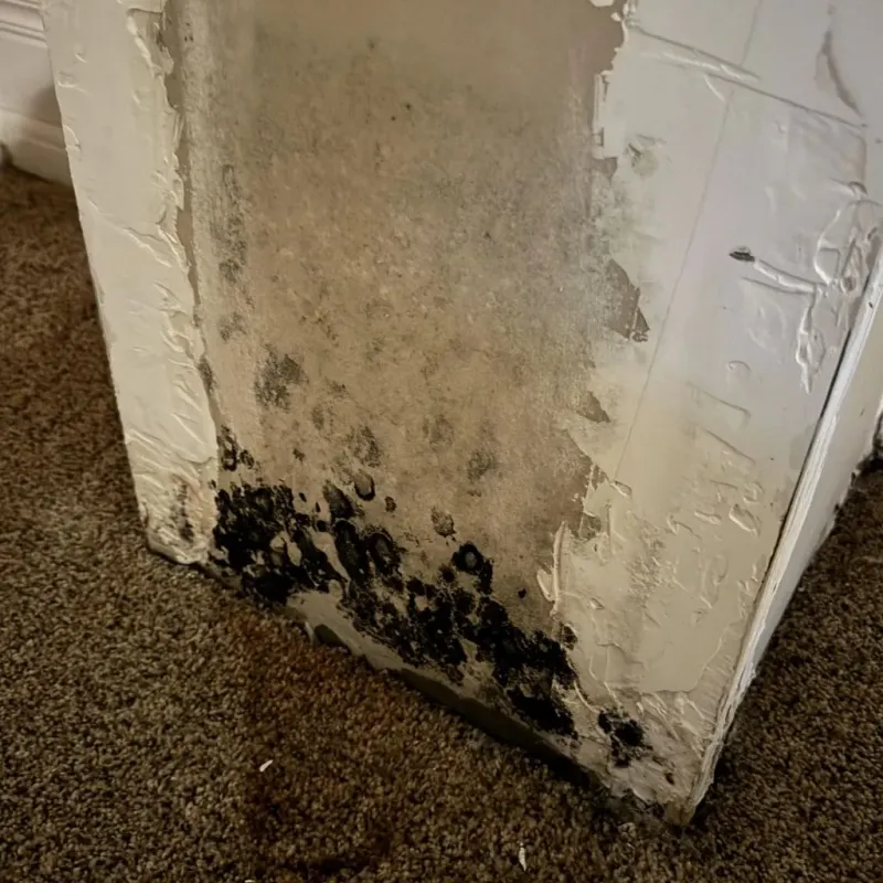 Professional Mold Removal in Raven, VA